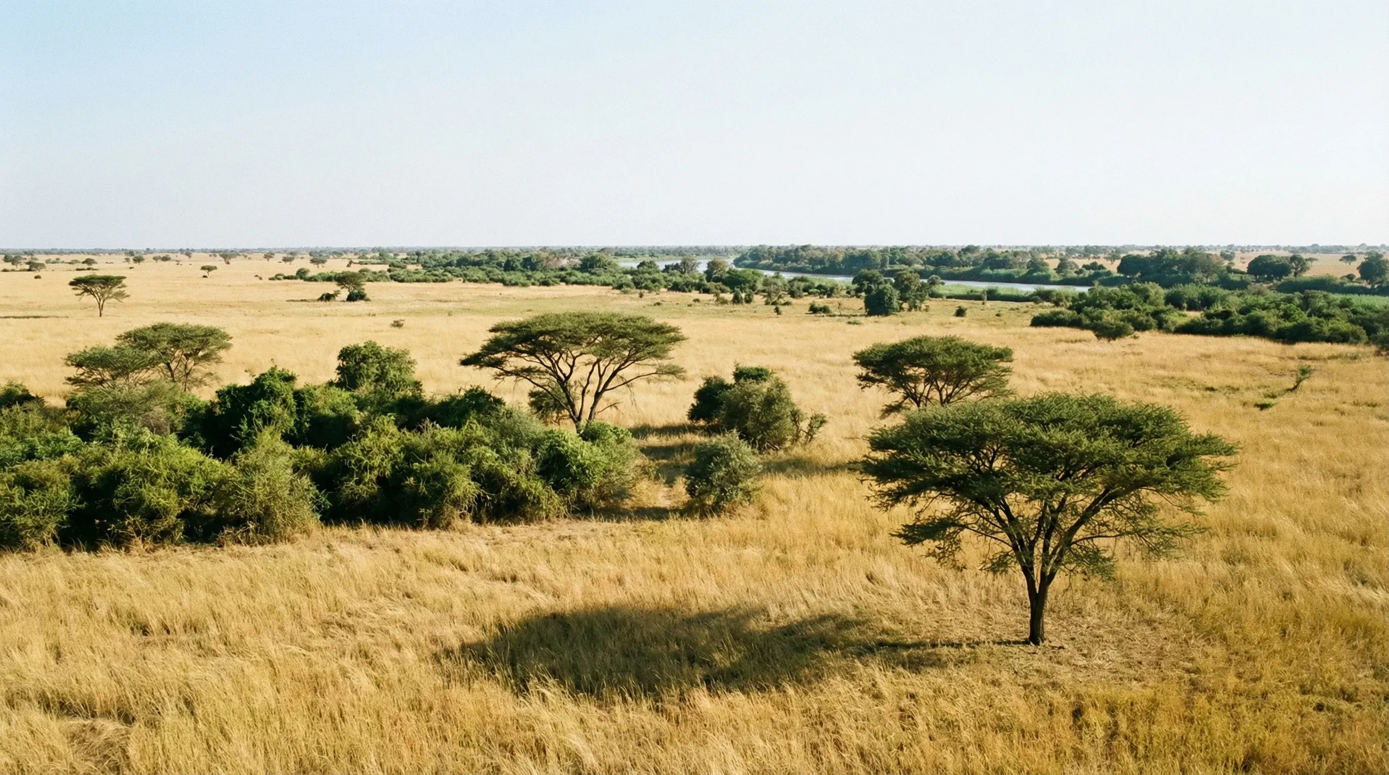 A wide view of the golden savanna and scattered acacia trees in Zakouma National Park under a bright midday sun.
