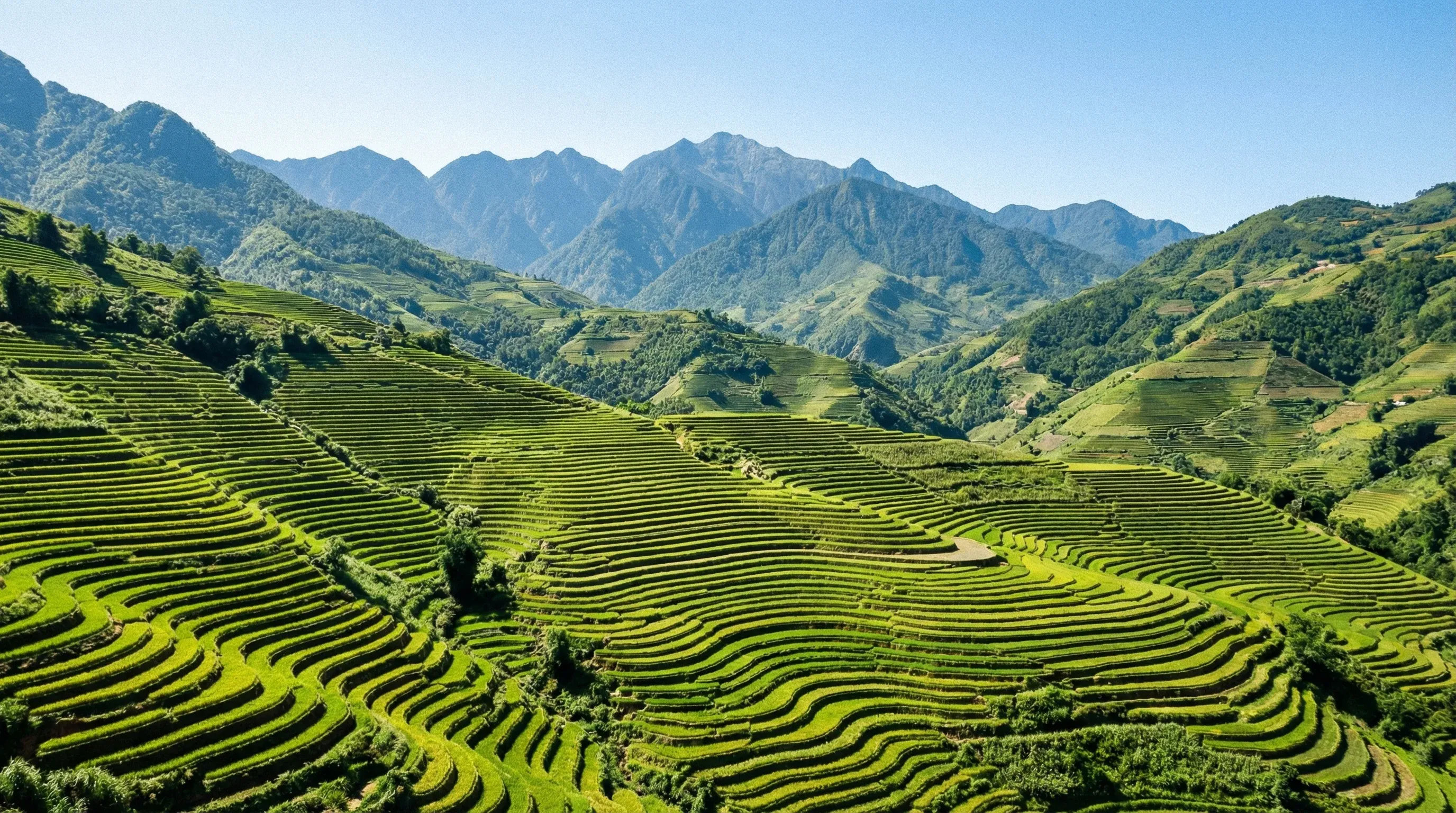 Extensive green terraced rice fields carved into the steep hillsides of the Muong Hoa Valley in the mountains of Sapa, Vietnam.