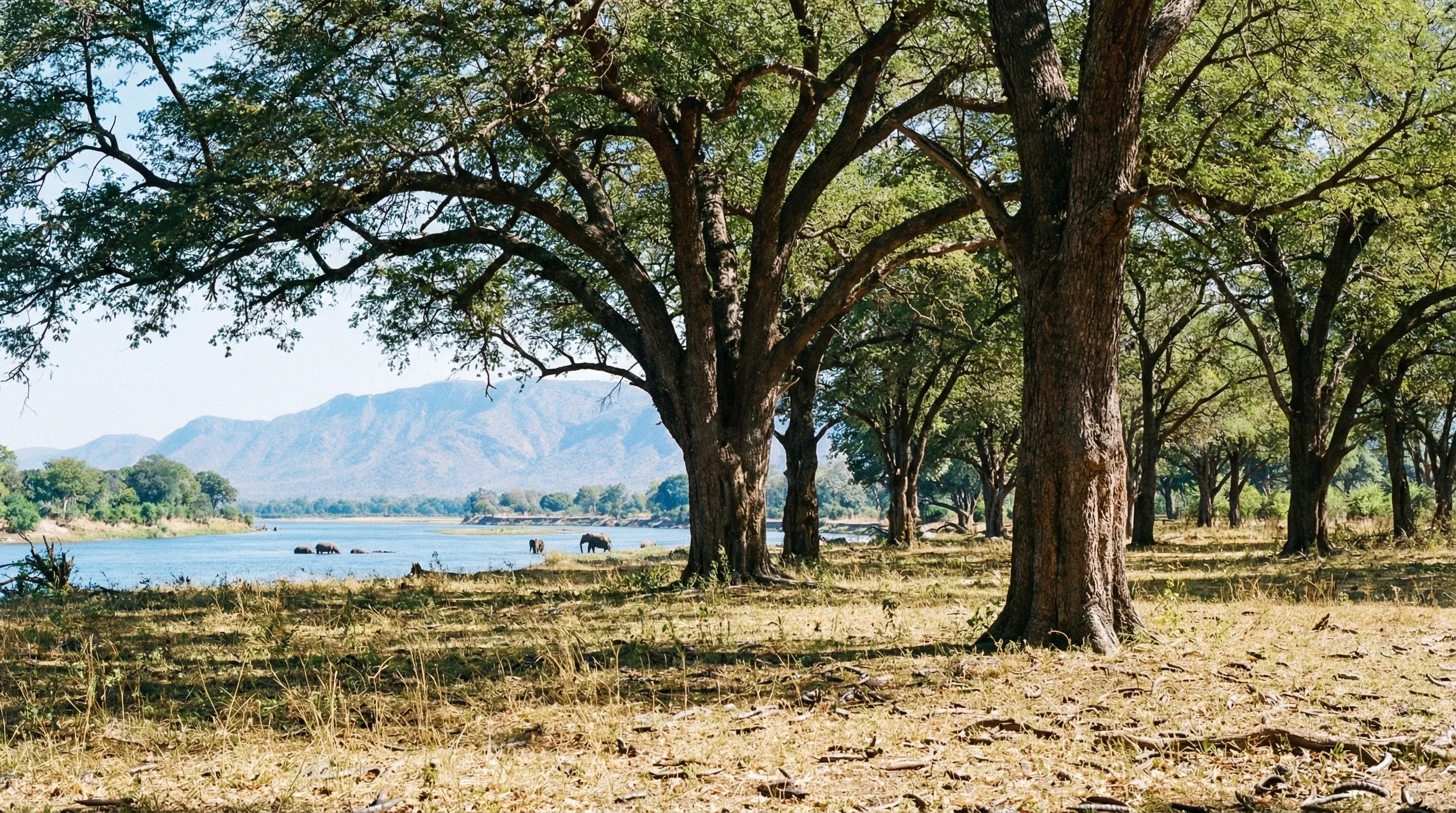 A forest of tall Ana trees on the banks of the Zambezi River with mountains in the background.