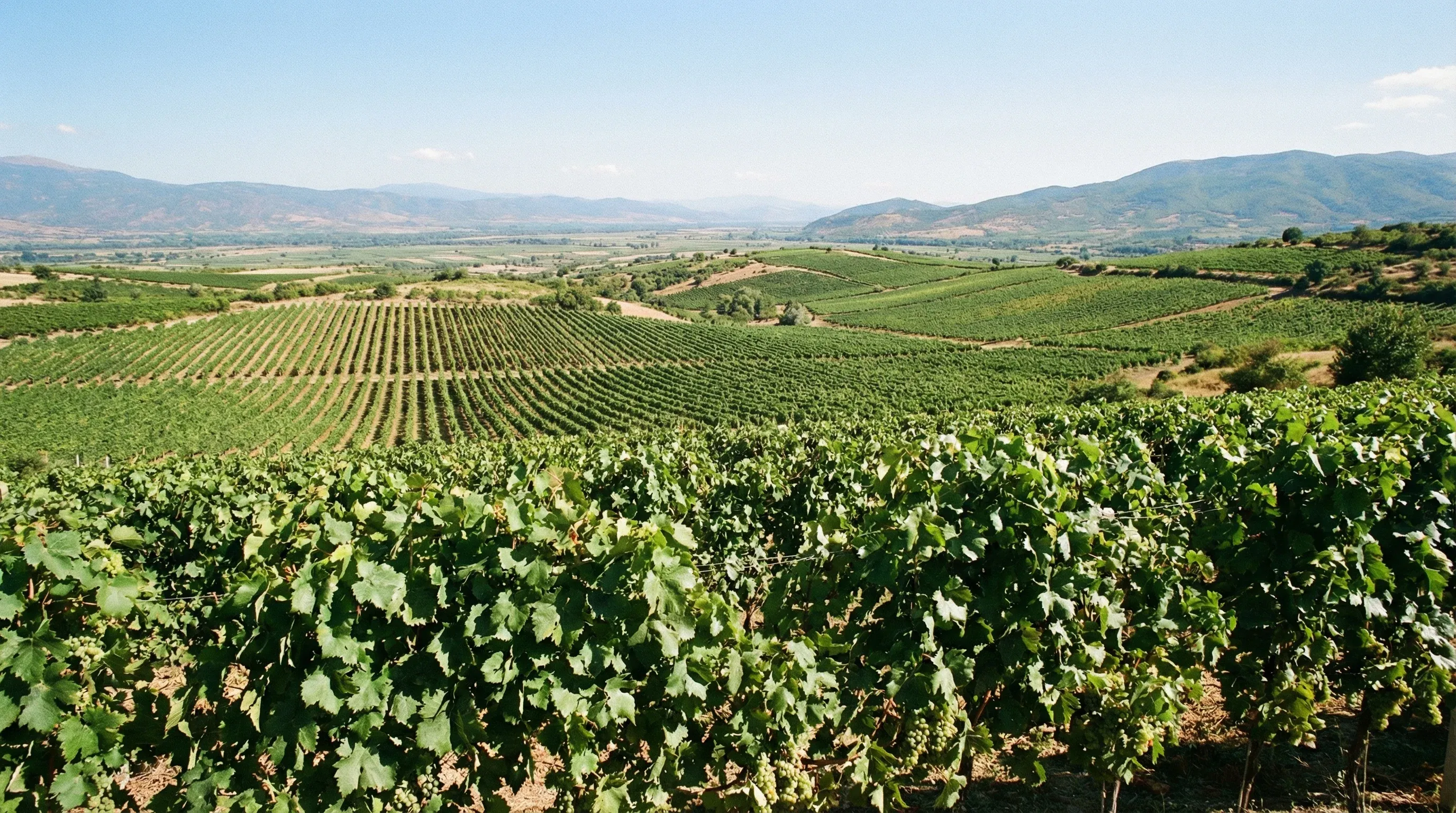 Neat rows of green grapevines stretching across the rolling hills of the Tikveš wine region in Eastern Macedonia.