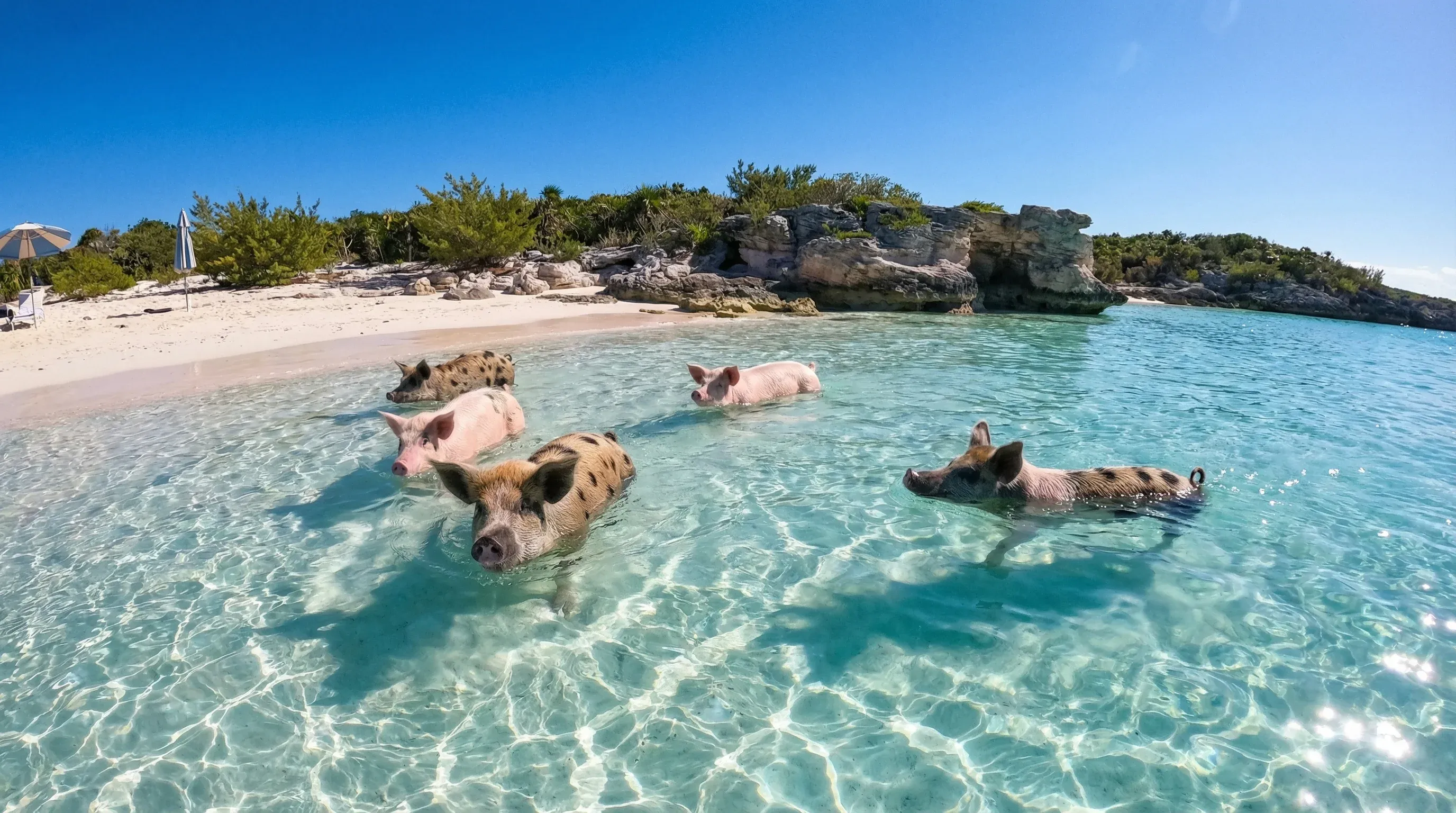 Several pigs standing in the shallow turquoise water and on the white sand beach of Big Major Cay in the Exumas.