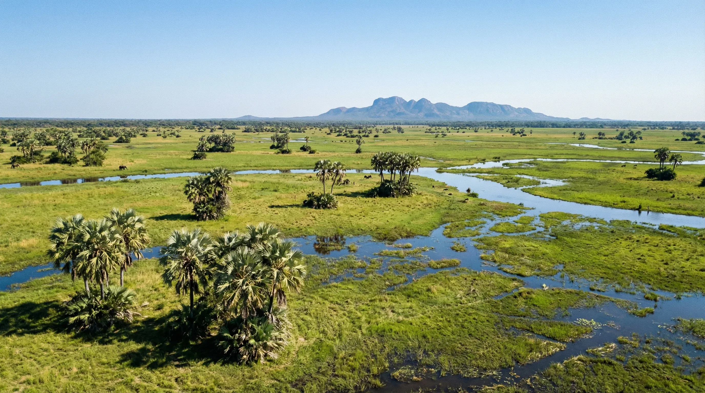 A wide landscape of grassy floodplains and lala palms in Gorongosa National Park, Mozambique.