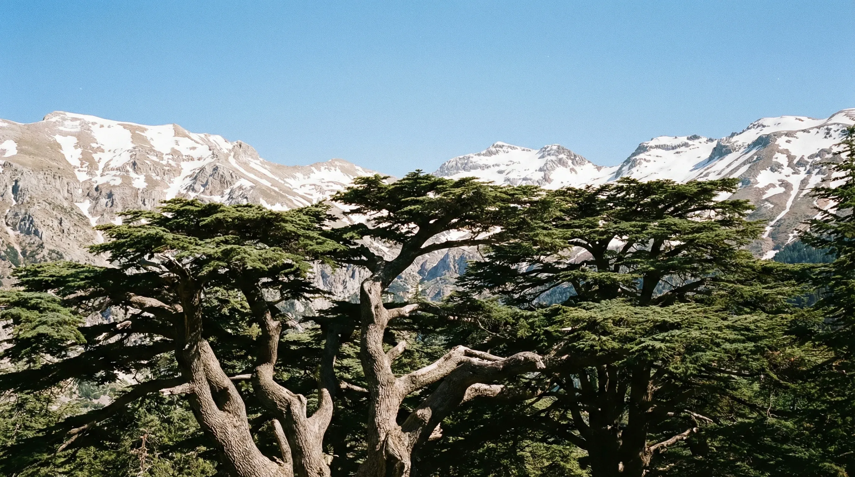 Ancient Lebanon Cedar trees with wide branches set against the rocky peaks of the Mount Lebanon range.