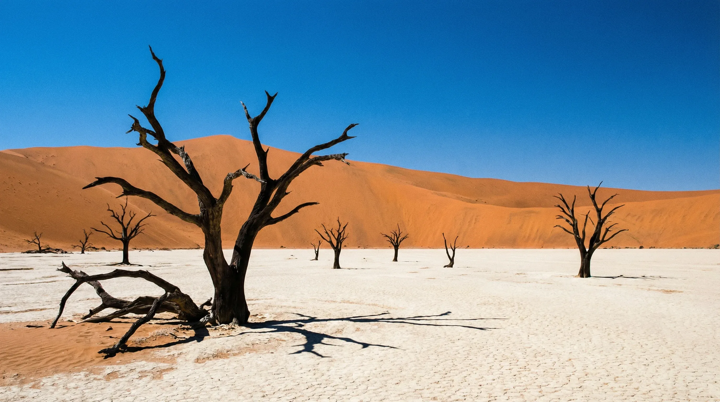 Ancient dark trees stand in a white clay pan surrounded by towering orange sand dunes in Deadvlei.