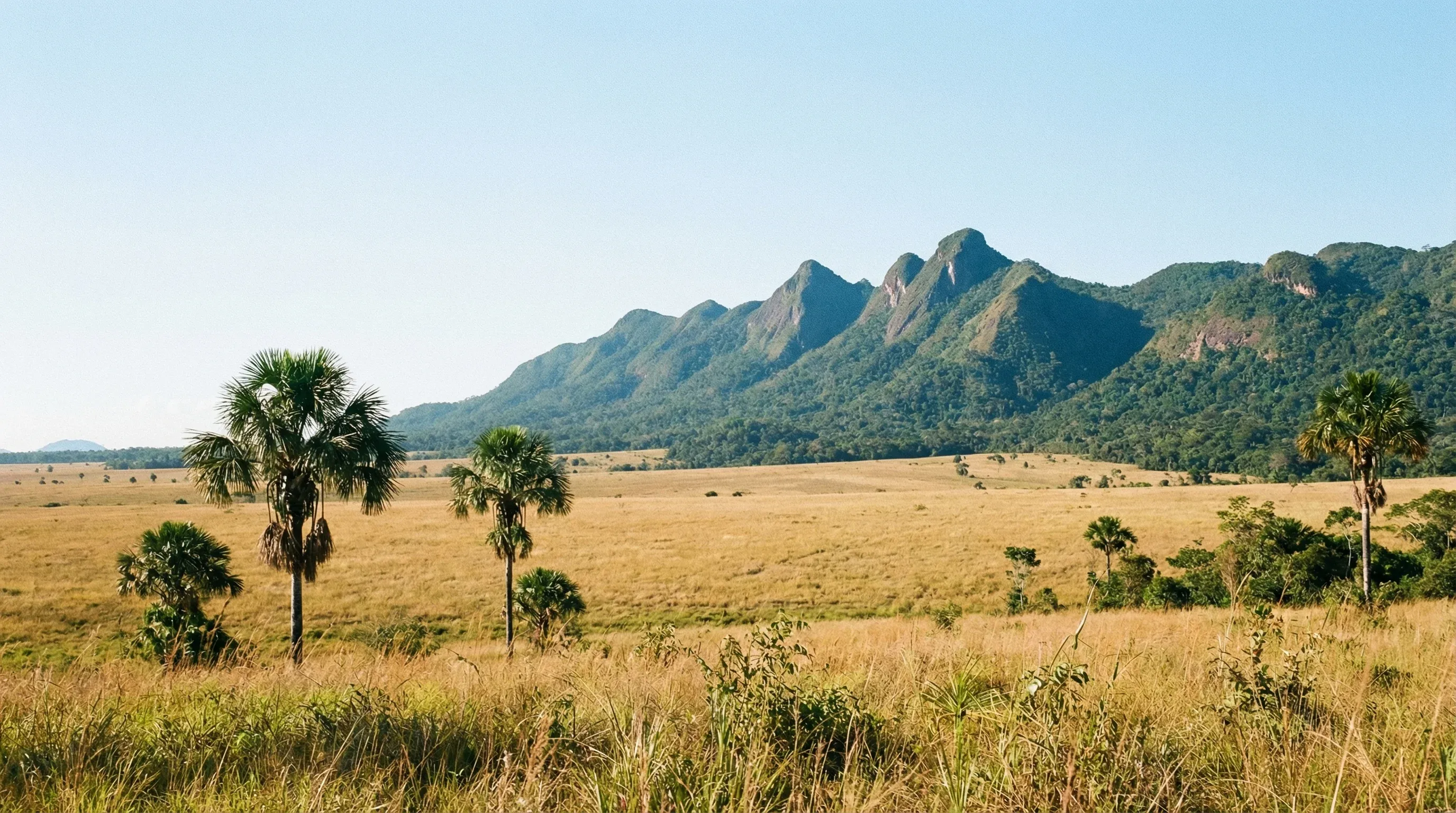 The open golden grasslands of the Rupununi Savannah with the Kanuku Mountains in the background under a clear sky.