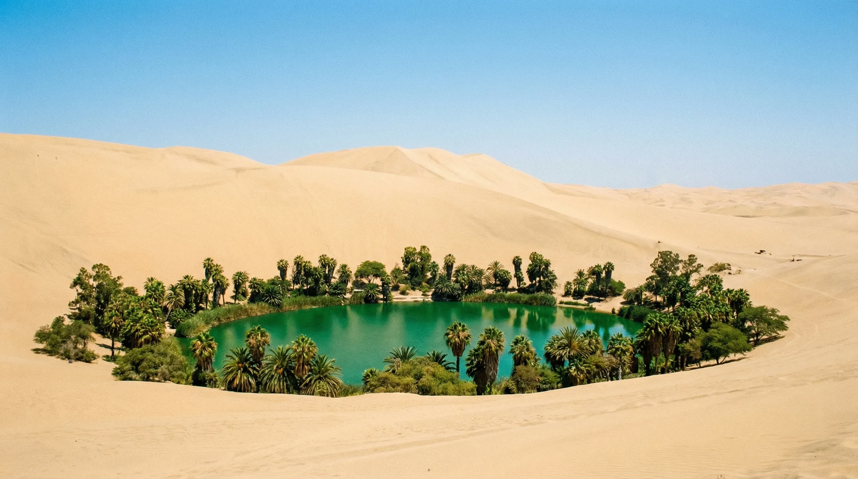 A small green oasis with palm trees surrounded by high sand dunes in the Ica desert.