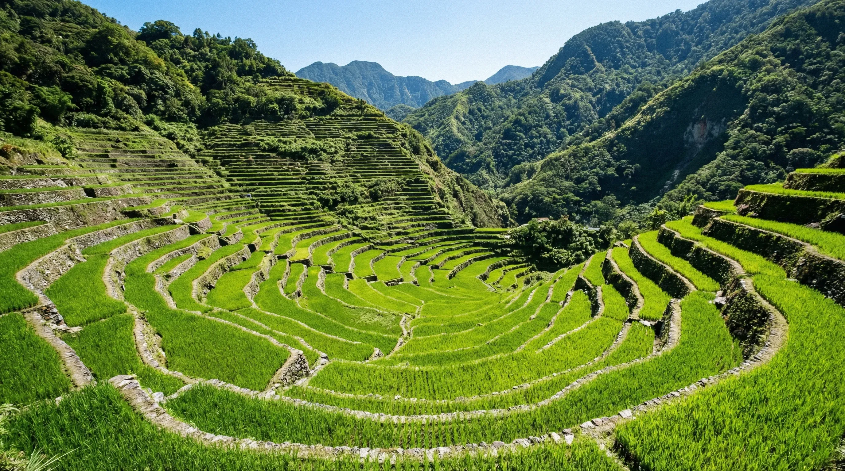 A vast amphitheater of green stone-walled rice terraces carved into a steep mountain in Northern Luzon.