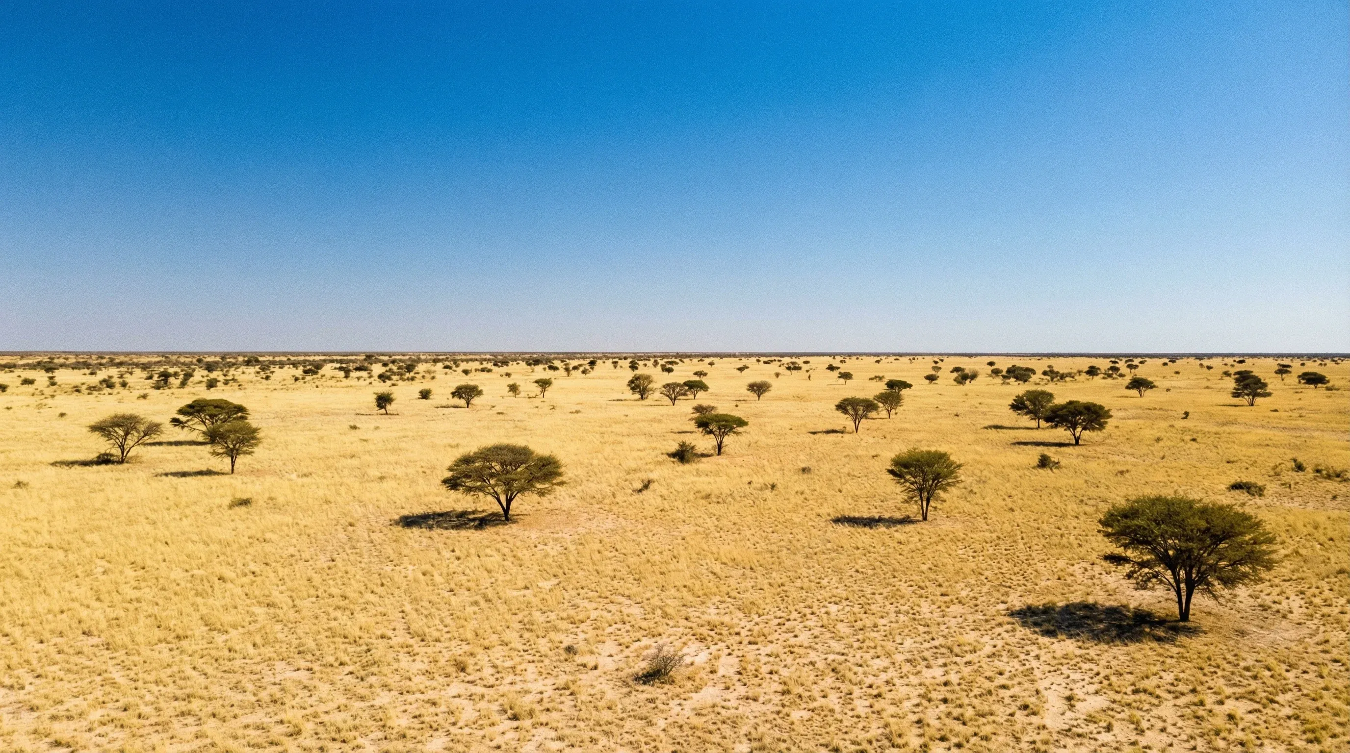 The expansive grassy plains and scattered acacia trees of Deception Valley in the Central Kalahari Game Reserve, Botswana.