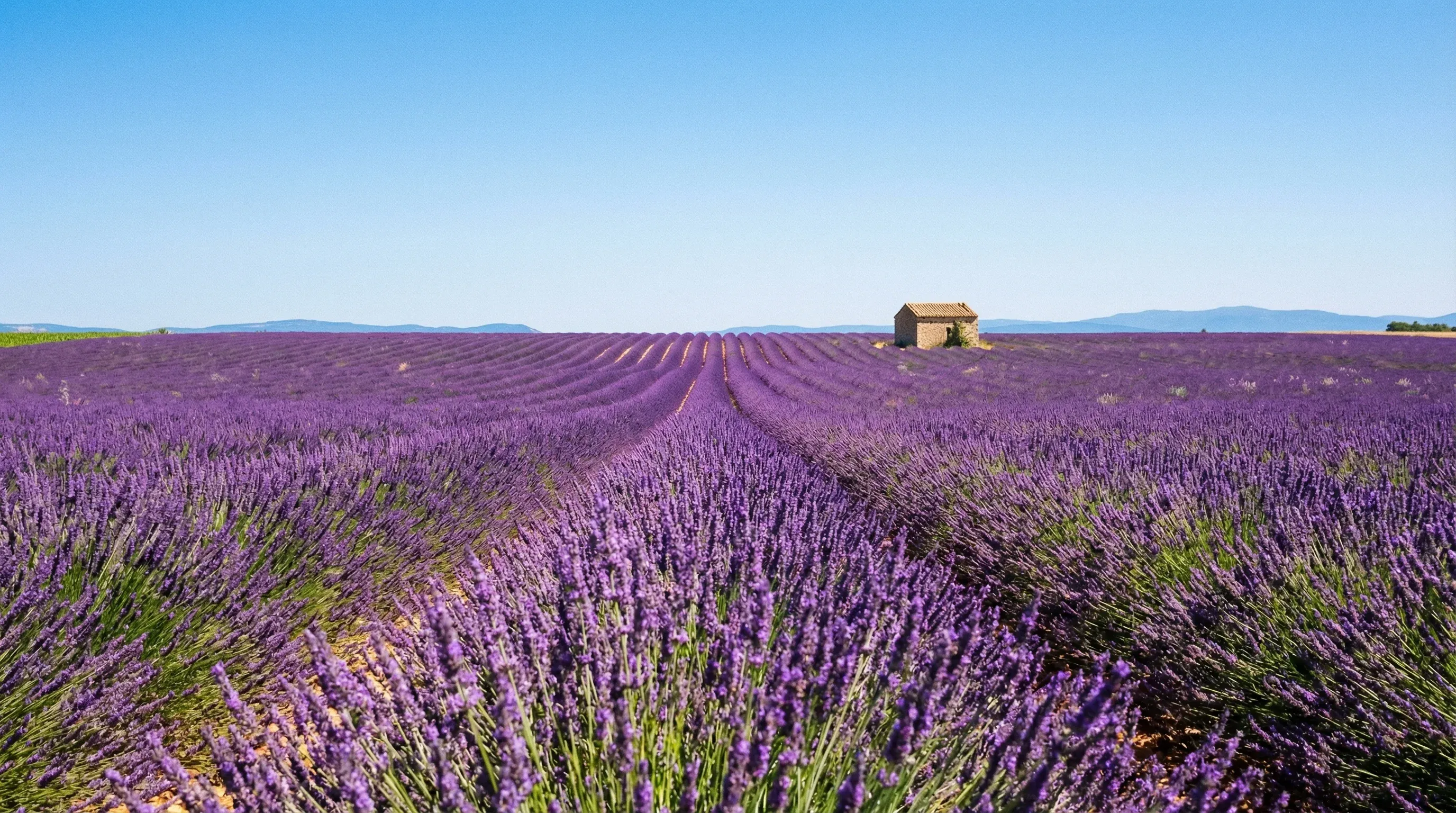 Rows of purple lavender in bloom stretching across the Valensole Plateau in Provence, France.
