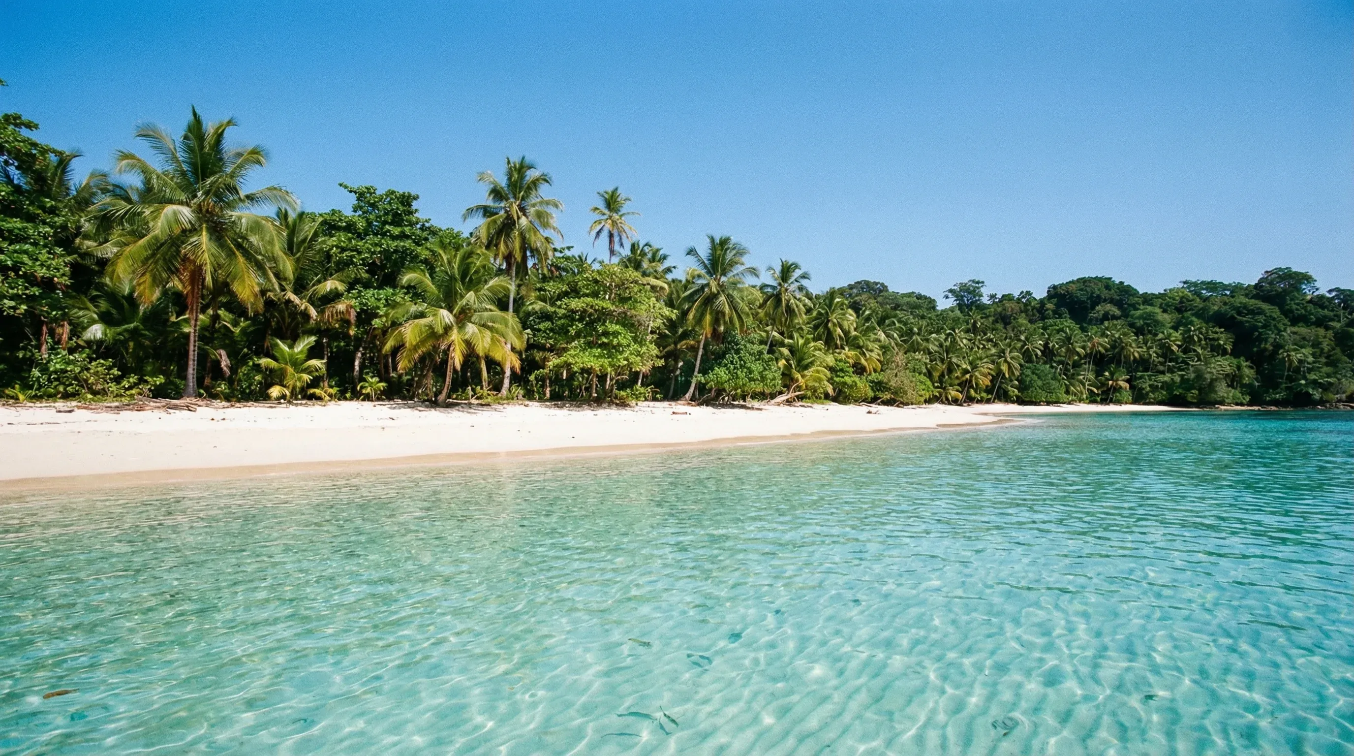A tropical white sand beach lined with palm trees and clear turquoise water at Cayo Zapatilla.