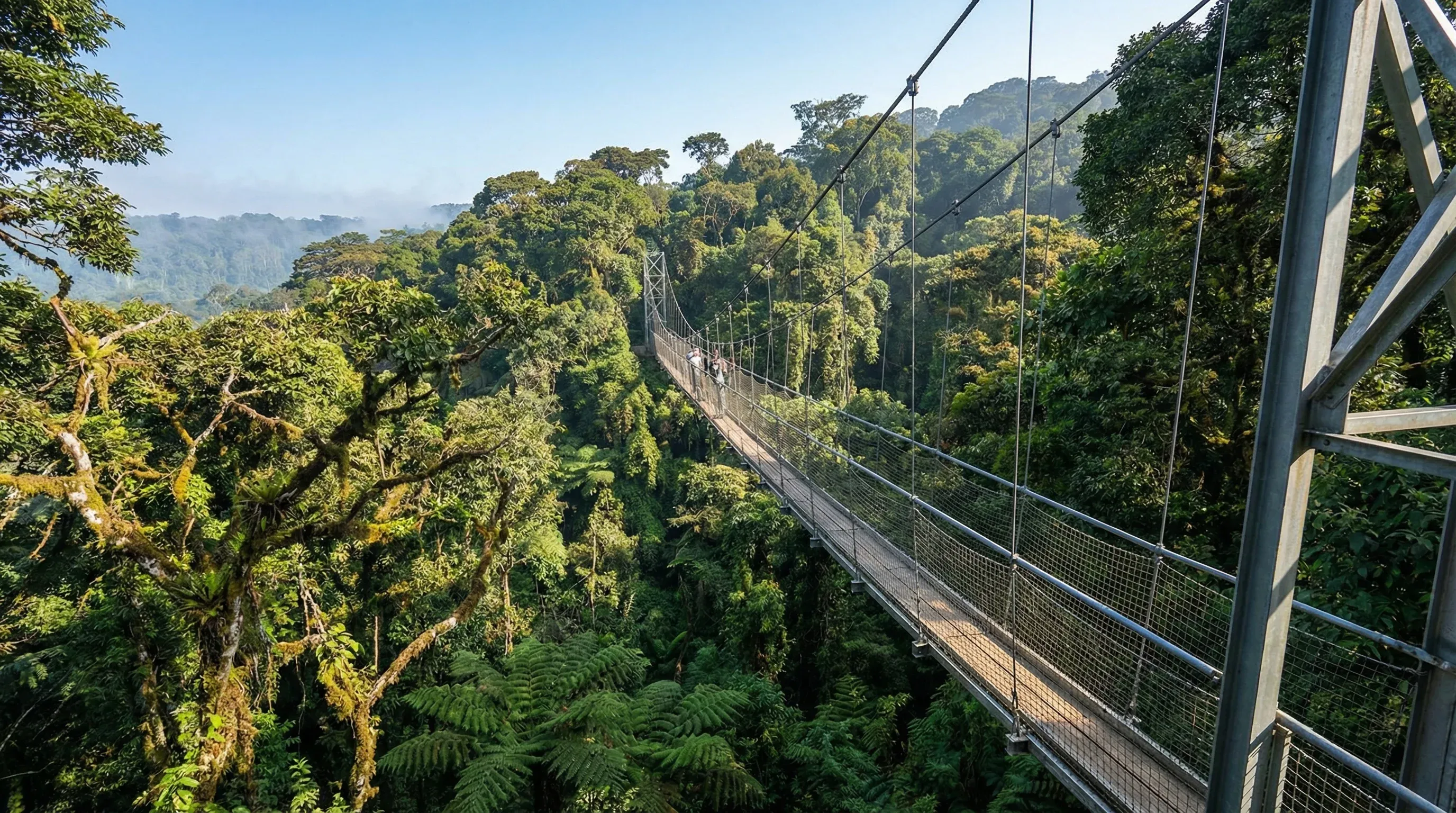 A suspension bridge walkway crossing over the dense green canopy of the Nyungwe Forest National Park in Rwanda.