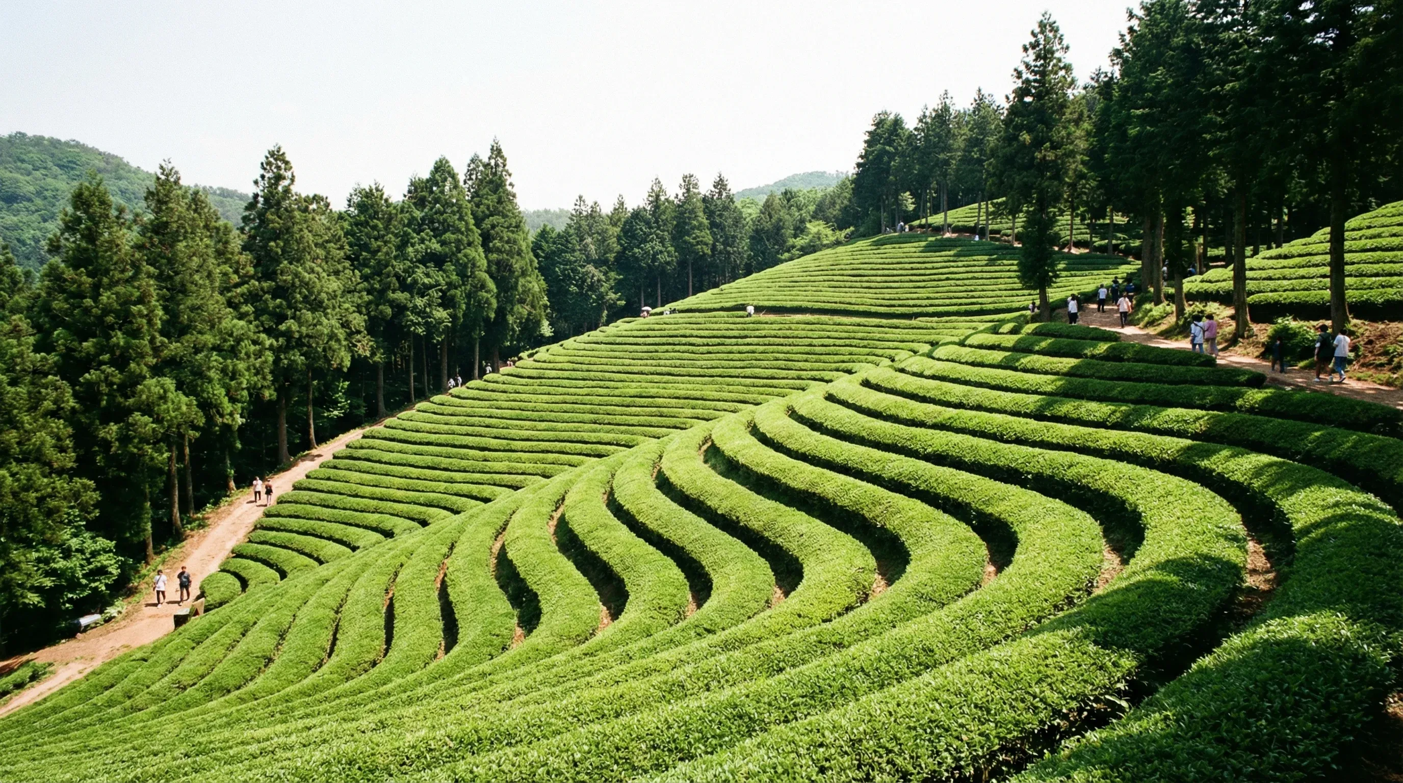 Terraced rows of vibrant green tea bushes on a hillside at the Boseong Green Tea Fields.