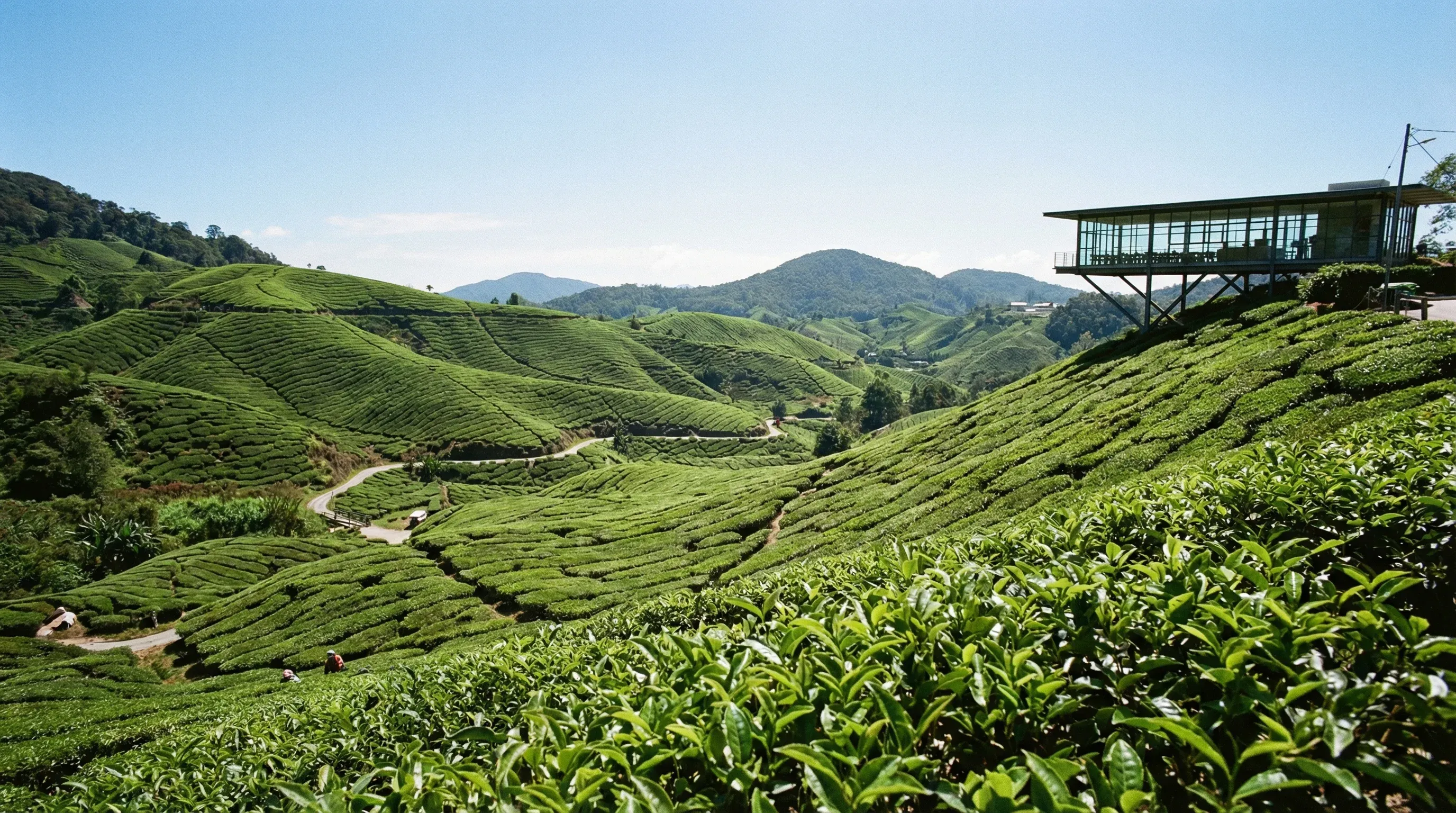 A wide view of the rolling green hills and terraced tea plantations of Sungei Palas in the Cameron Highlands under a clear sky.