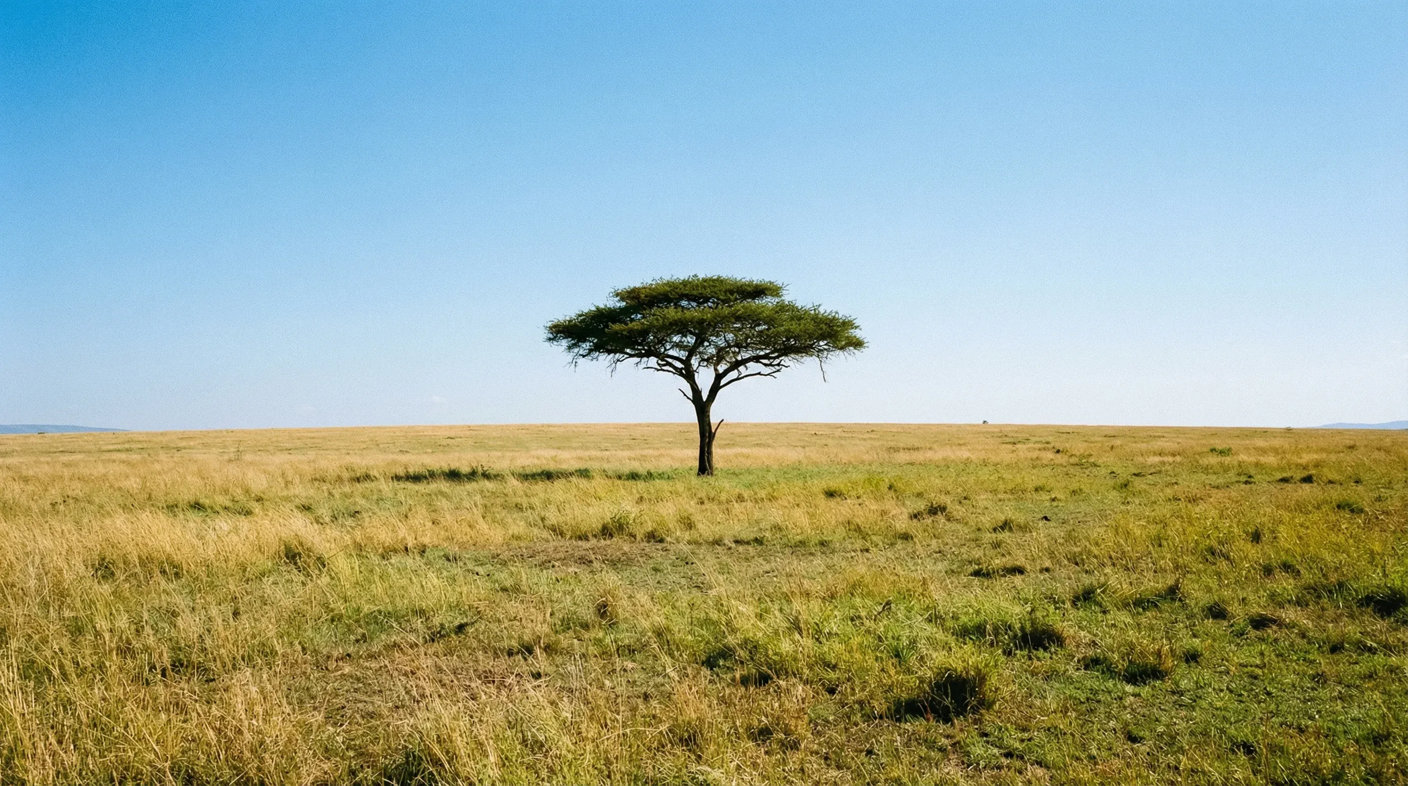 The rolling grasslands of the Masai Mara National Reserve featuring a lone flat-top acacia tree against a clear blue sky.