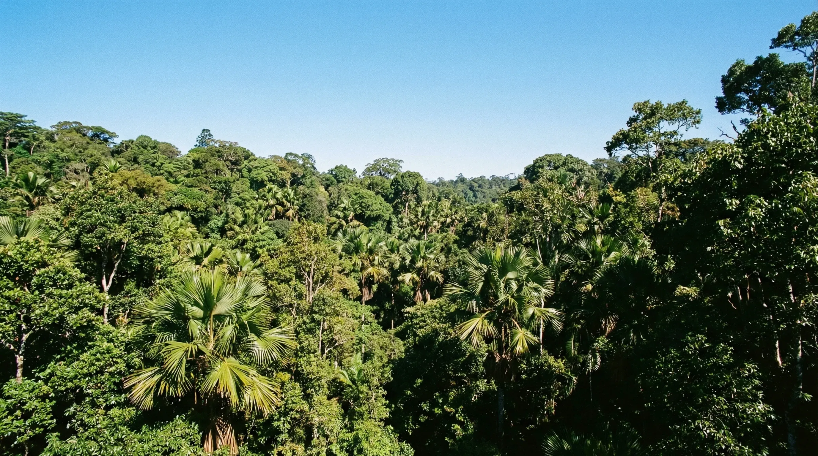 An elevated view of the dense, green tropical rainforest canopy and Traveller's Palms in Andasibe-Mantadia National Park.