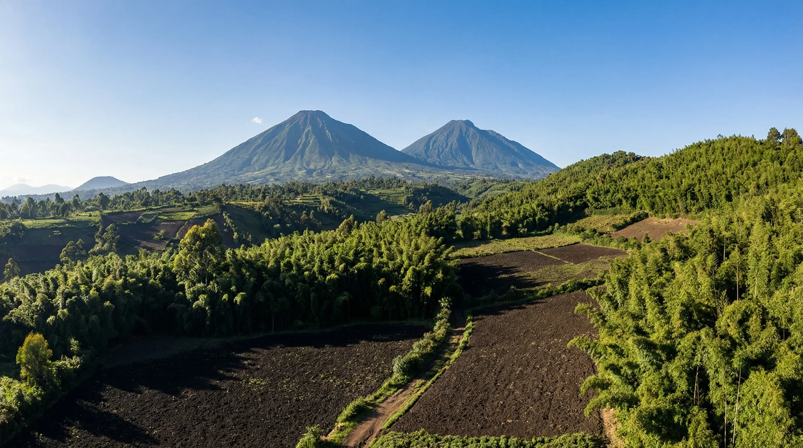 The jagged peaks of the Virunga volcanoes rising above the green bamboo forests of Volcanoes National Park in Rwanda.