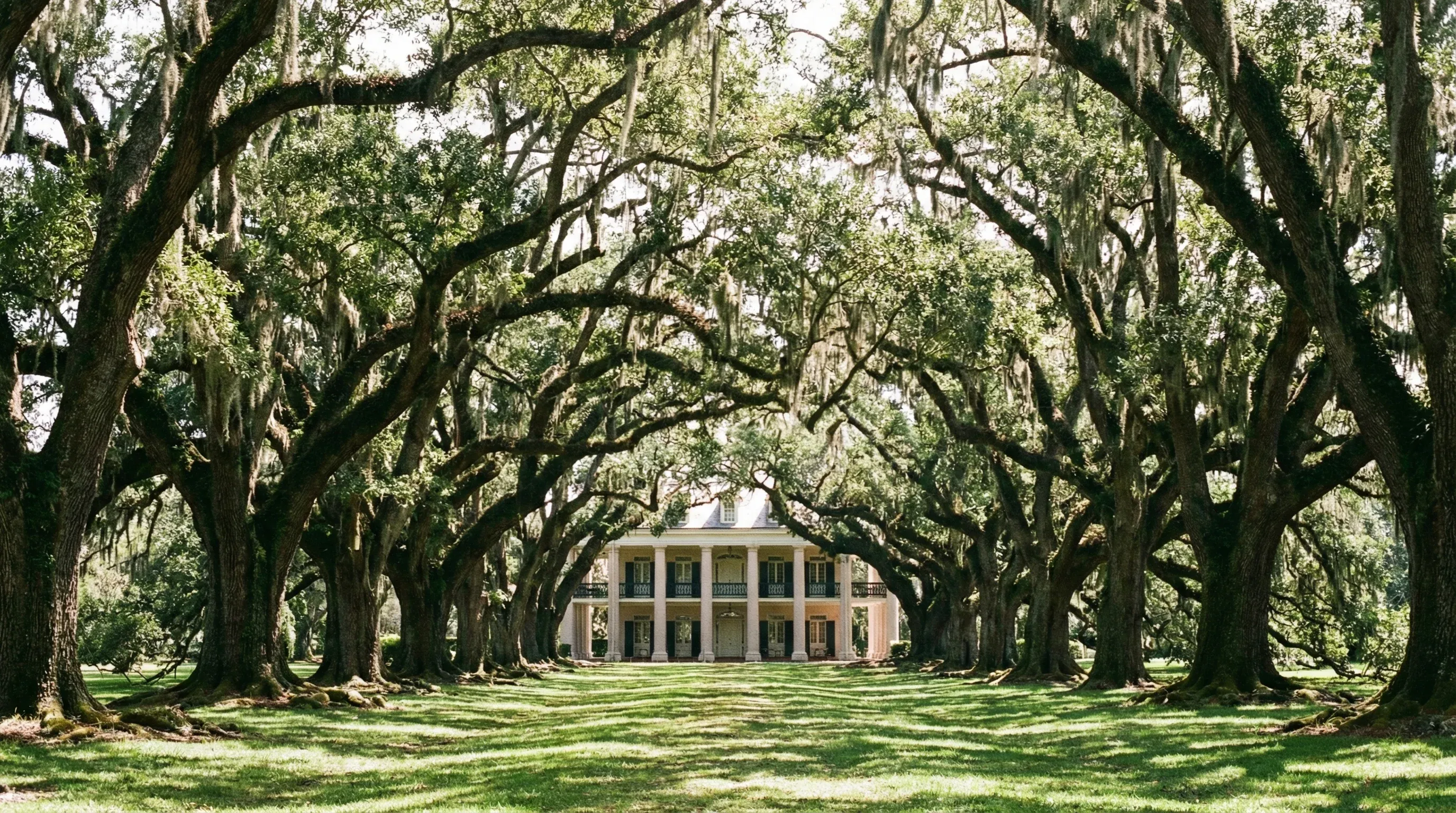 A long row of historic oak trees forming a canopy over a green path leading to a white-columned mansion.
