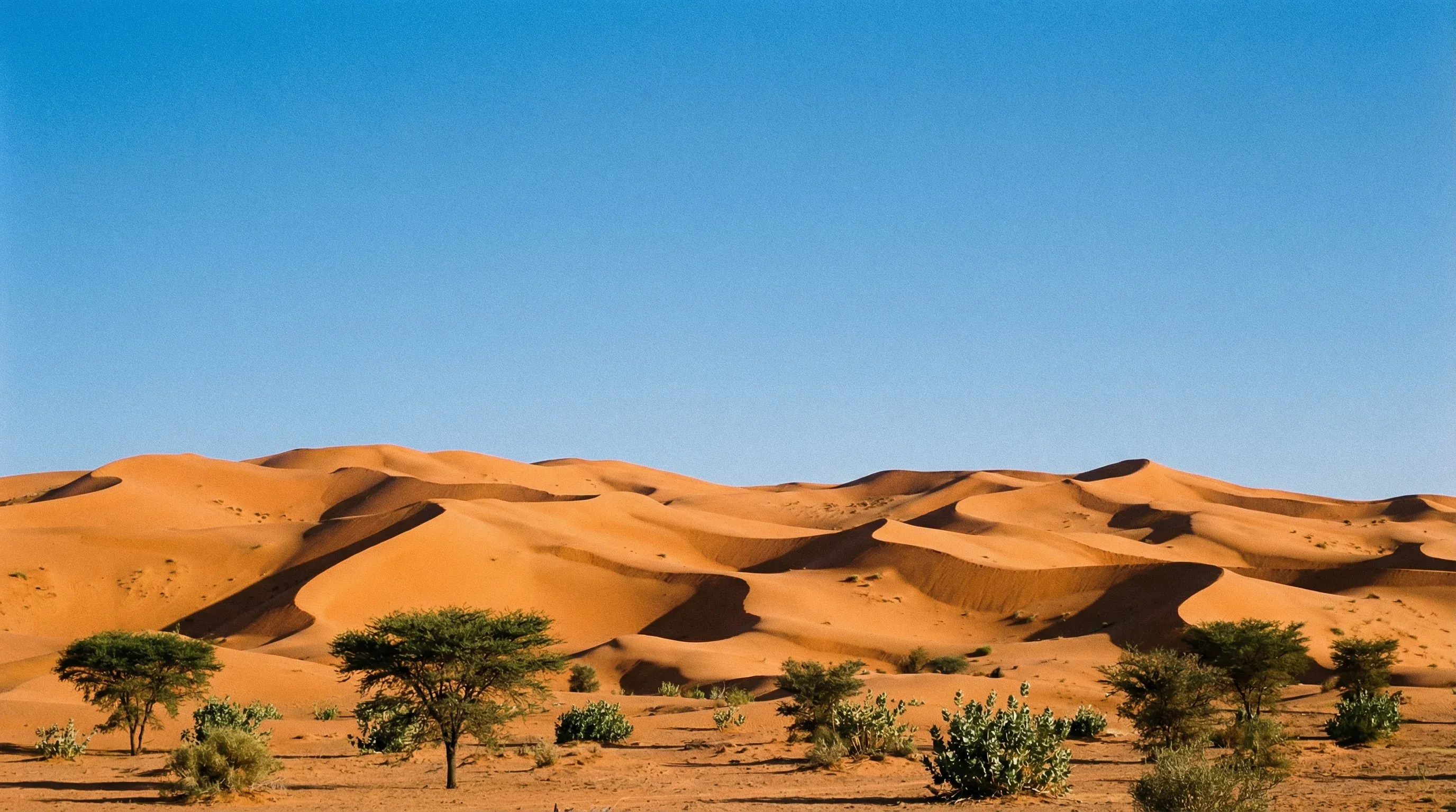 Rolling orange sand dunes of Oursi in northern Burkina Faso, punctuated by small desert shrubs under a bright, clear blue sky.