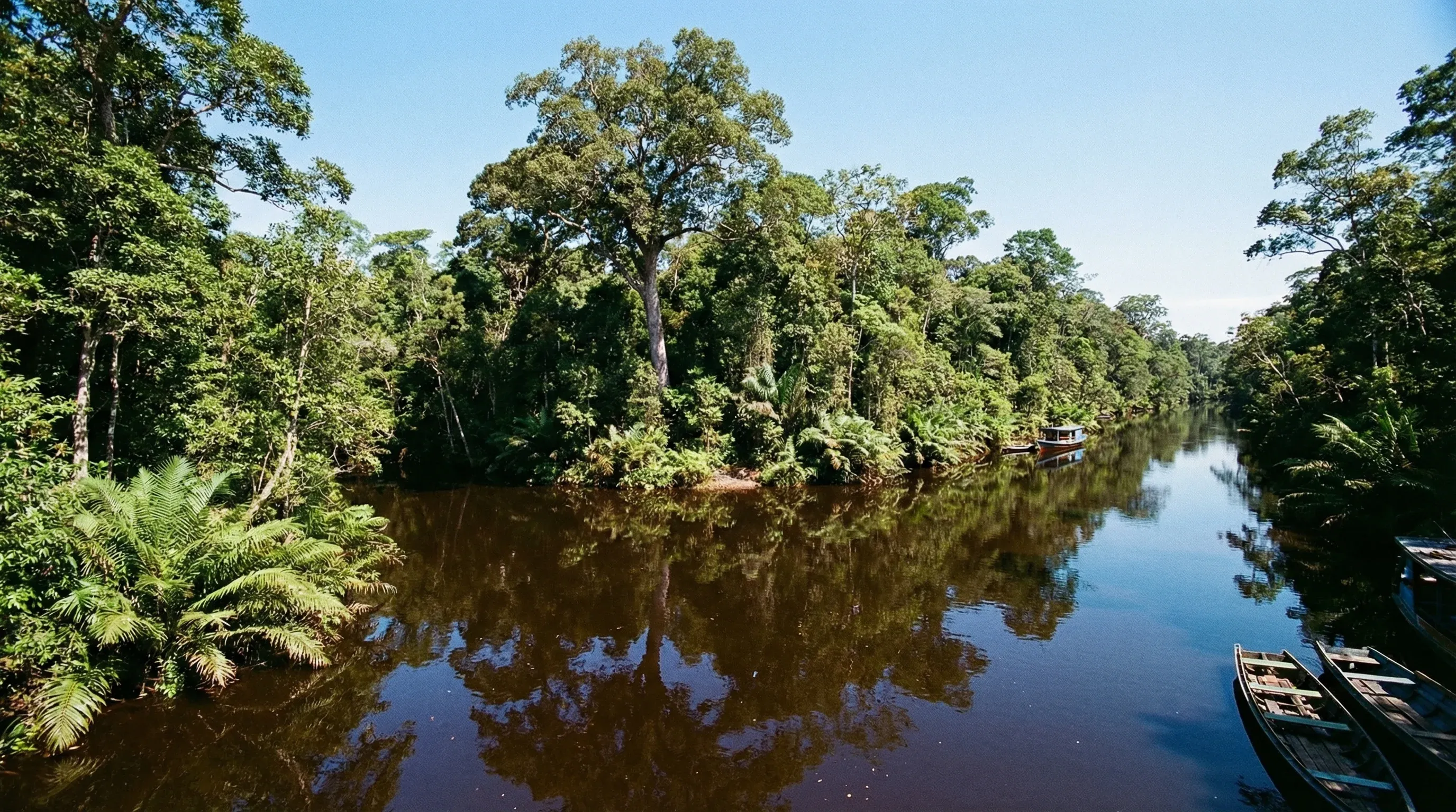 A dense tropical rainforest landscape along the Sekonyer River in Tanjung Puting National Park, Kalimantan.