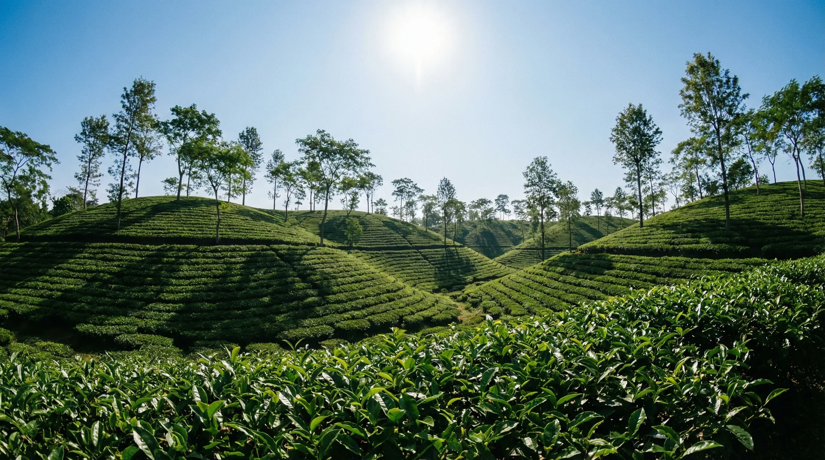 Rolling hills covered in neat rows of green tea bushes at a plantation in Sreemangal, Sylhet.