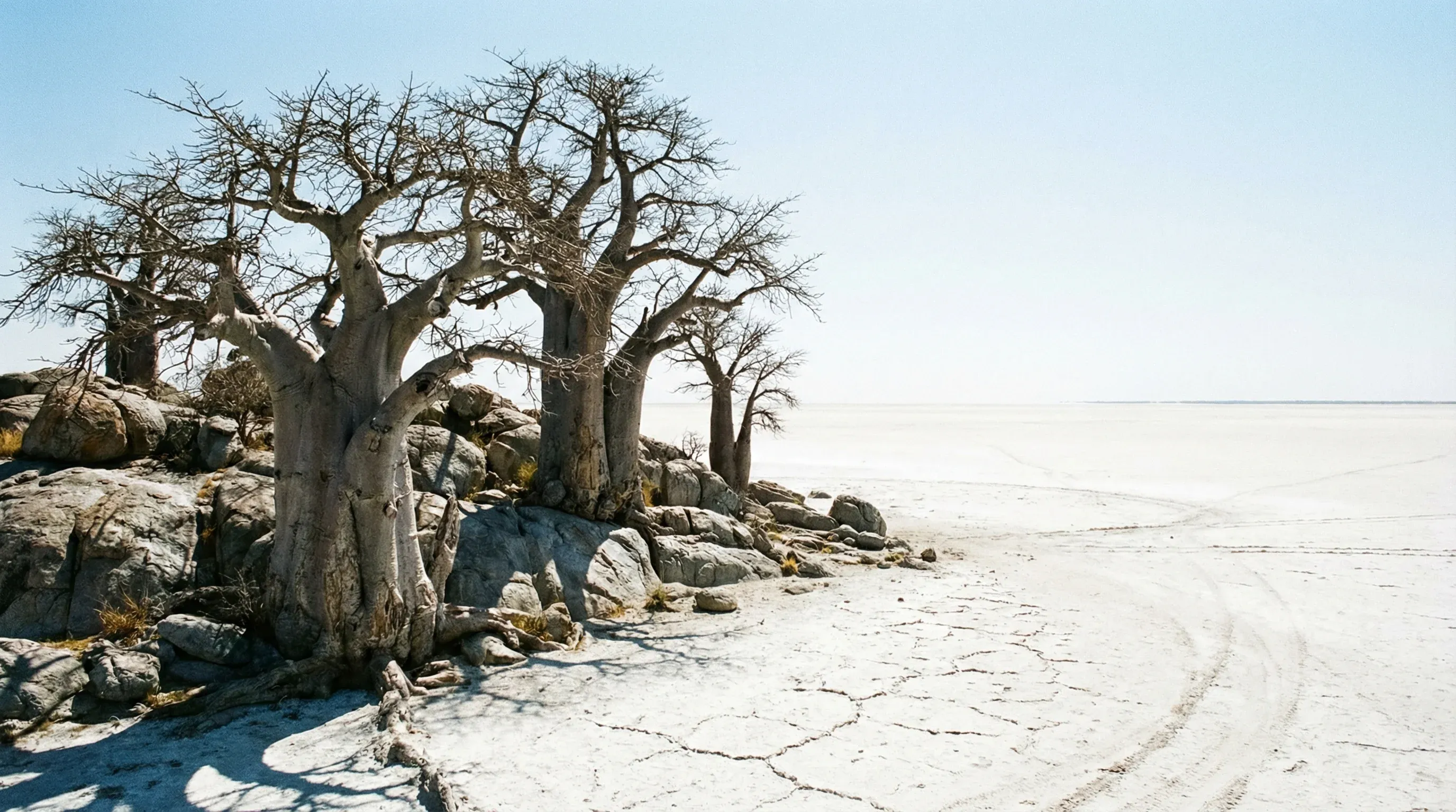 Ancient baobab trees on the granite rocks of Kubu Island surrounded by the white salt flats of the Makgadikgadi Pans.